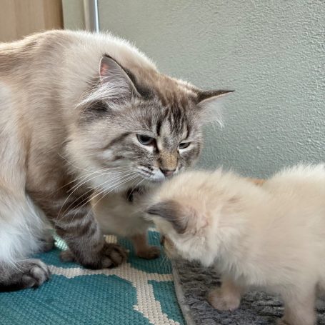 Stolzer und liebenswerter Ragdollkater Kuma Lynx Mink Kuma mit seinem Nachwuchs