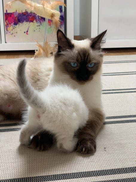 Katze Nala mit Nachwuchs