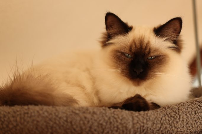 Ragdoll Nala, unsere liebevolle Seal Colorpoint