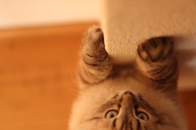 Kuma Kuma kratzt an der Wand und sieht uns an