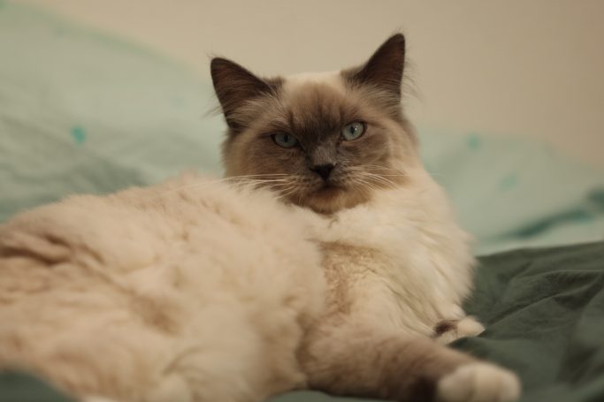 Ragdoll Emi Blue Mitted, außergewöhnlich schön Emi liegt auf dem Bett und chillt