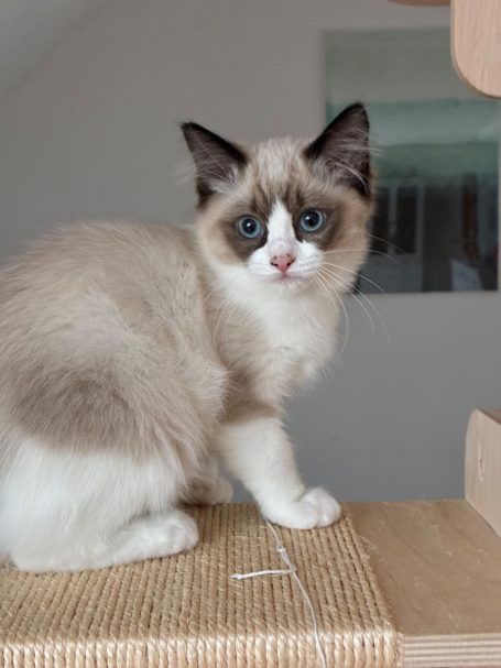 Rumi Nachwuchskatze Rudi sitzt auf dem Kratzbaum