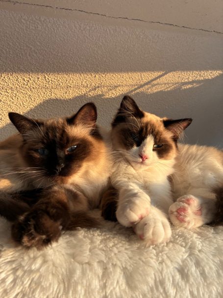 Nala und Rumi in der Wintersonne