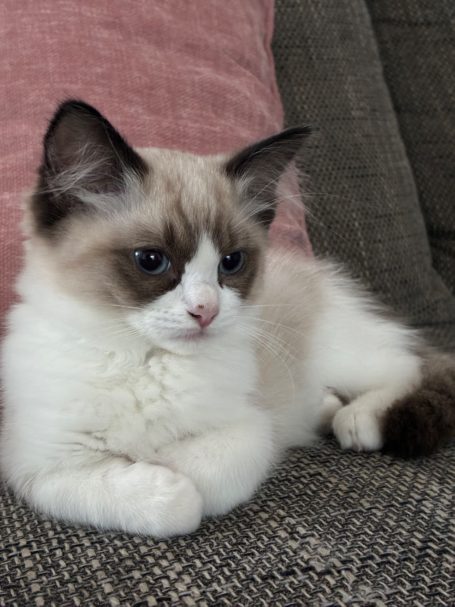 Ragdoll Rumi Seal Bicolor Rumi liegt auf der Couch